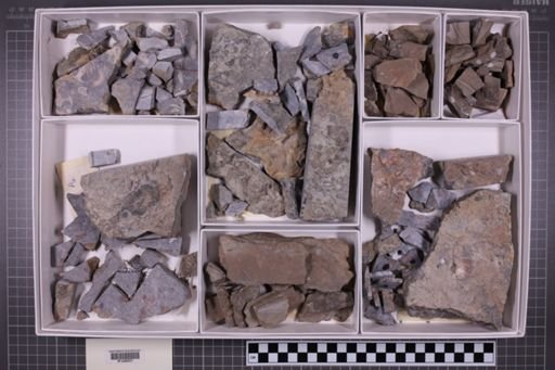 mixed taxa, stratigraphic collection