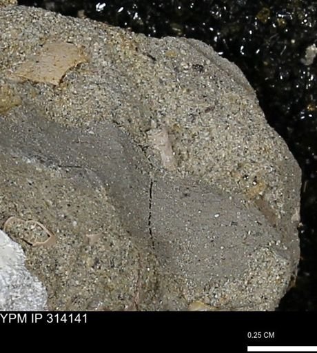 undet. Scaphopoda