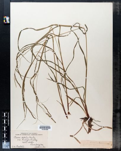 Carex debilis