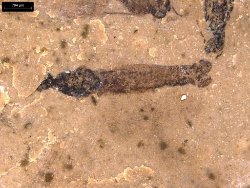 undet. Tipulidae