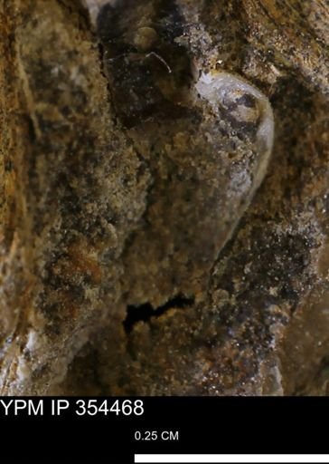undet. Mollusca
