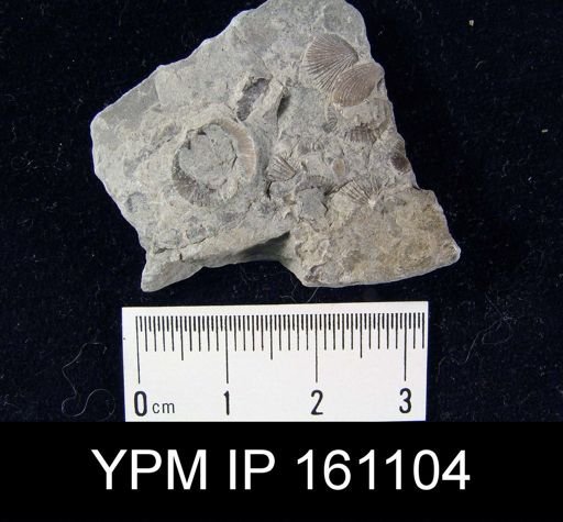 Dalmanella testudinaria