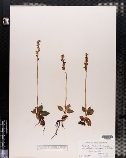 Plantae
