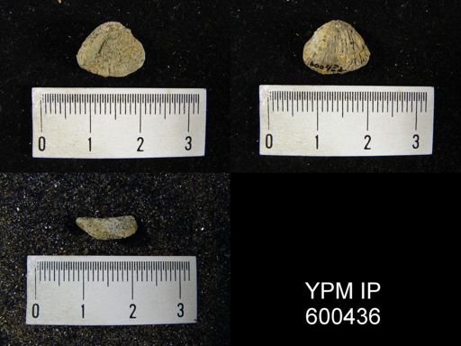 Pustula nebrascensis