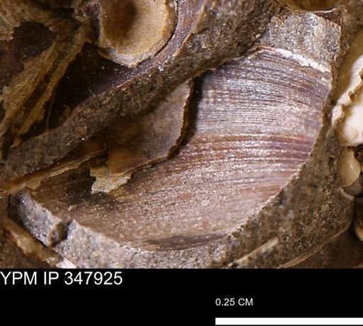 undet. Bivalvia