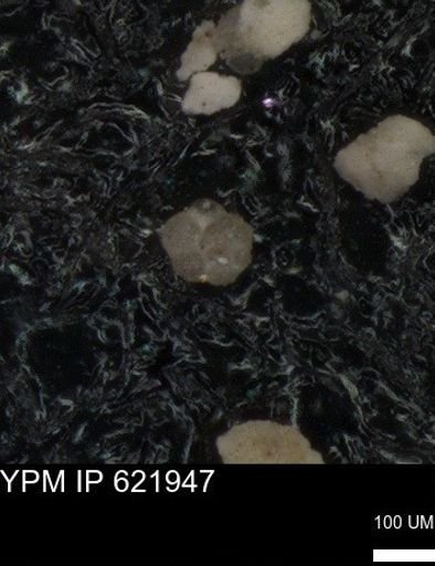 undet. Foraminiferida