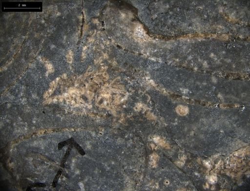 Aplocoma damesii