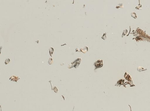 Anculosa rubiginosa