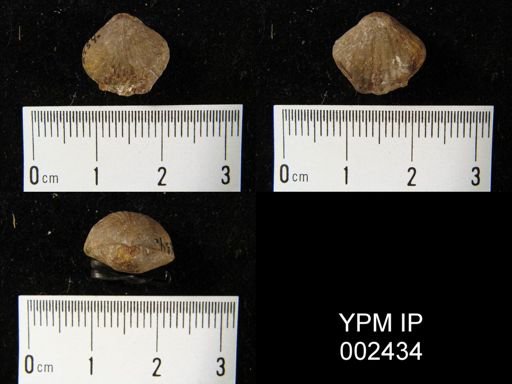 Primipilaria primipilaris