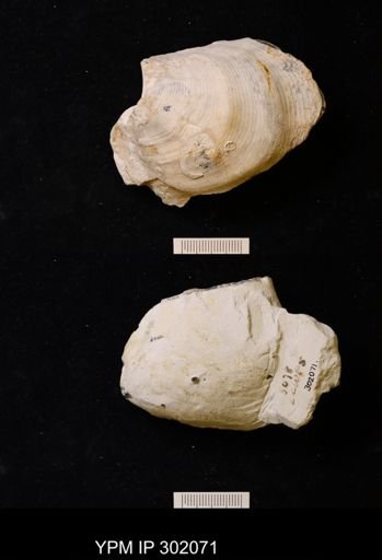 Actinoceramus concentricus