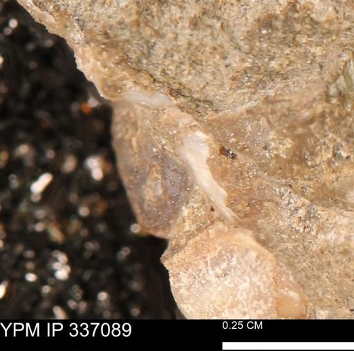 undet. Mollusca