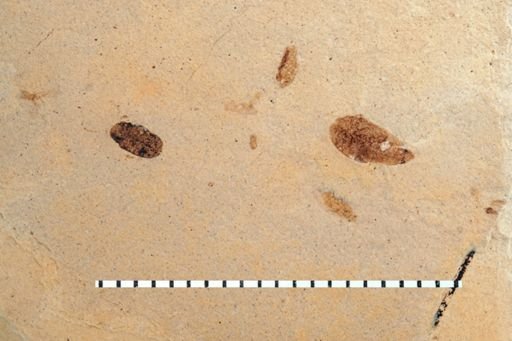 Auchenorrhyncha