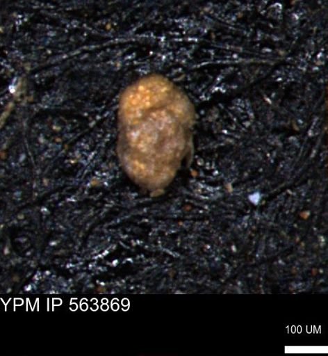 Alveolophragmium linki