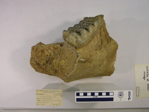 Gomphotheriidae