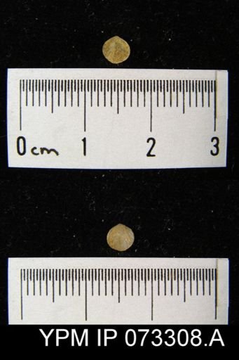 Coelospira saffordi