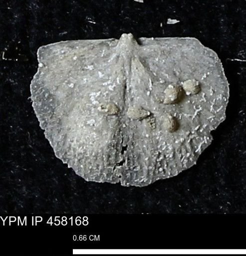 Chonetes mucronatus
