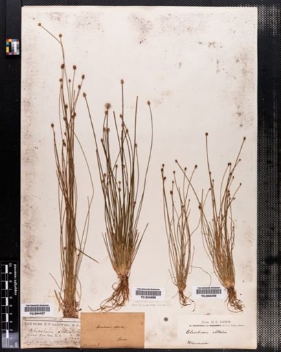 Eleocharis obtusa