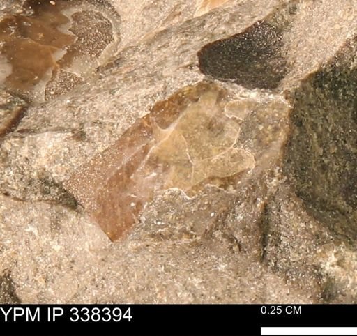 undet. Mollusca
