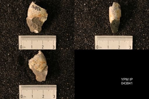 Hoploscaphites nicolletii