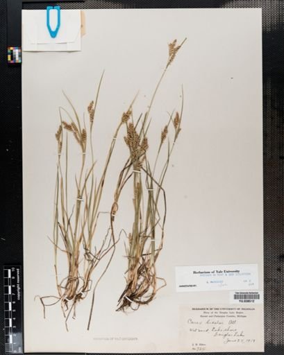 Carex