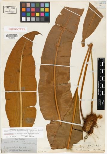Elaphoglossum sporadolepis