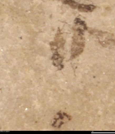 undet. Insecta