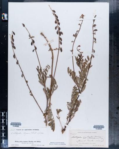 Astragalus