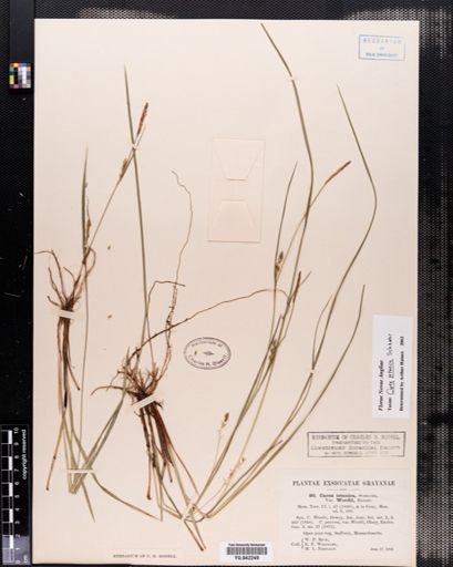 Carex tetanica