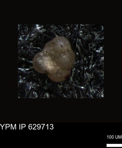 undet. Foraminiferida