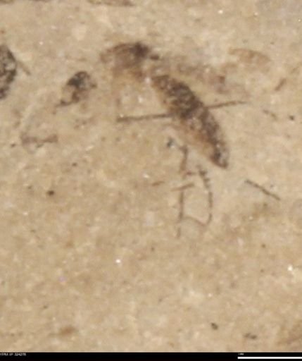 undet. Insecta