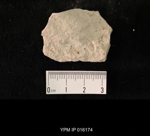 undet. Hexapoda