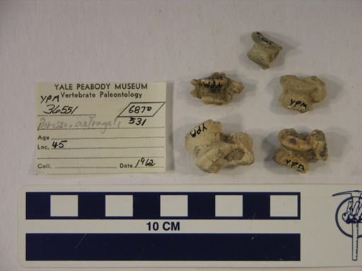 Perissodactyla