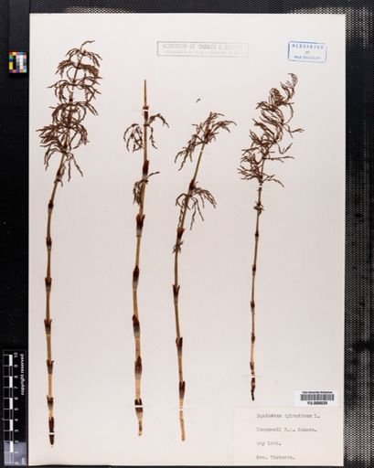 Equisetum sylvaticum