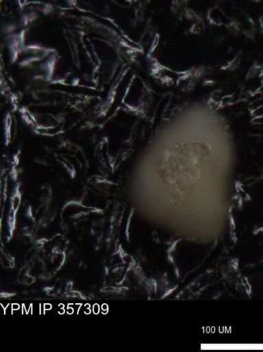 undet. Foraminiferida