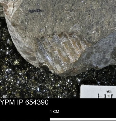 Hoploscaphites sp.