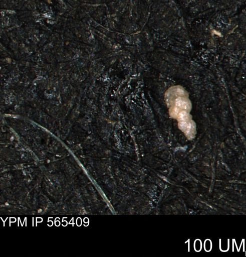 Verneuilinoides kansasensis