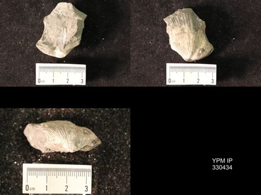 Spirifer cameratus