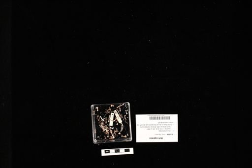 Bufo cognatus