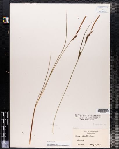 Carex stricta