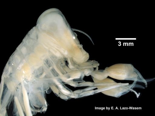 Phronima