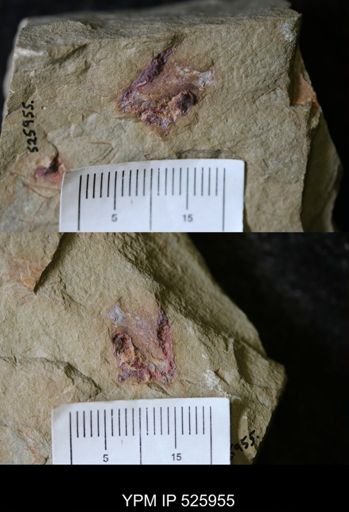 undet. Trilobita