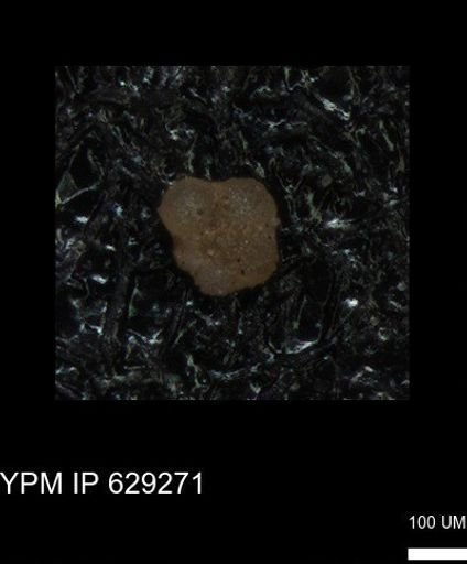 undet. Rugoglobigerinidae