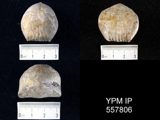 Eucharitina eucharis