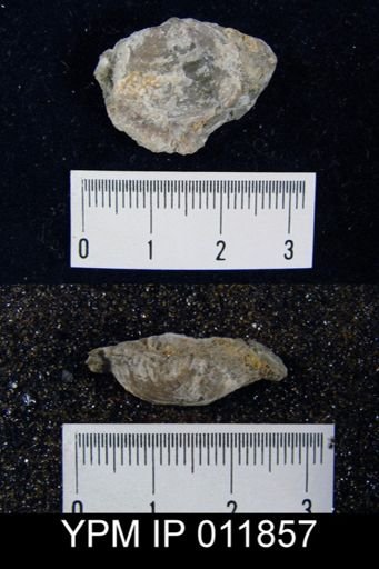 Aulosteges medlicottianus