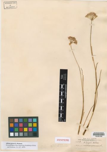 Allium geyeri
