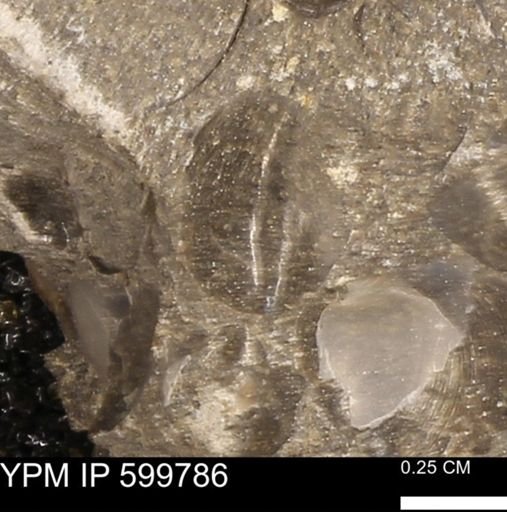 Protocardia subquadrata