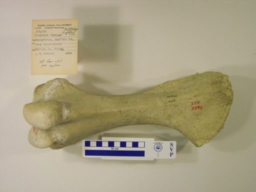 Teleoceras fossiger
