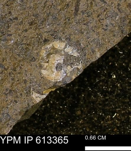 Scaphites sp.