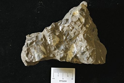 Cucullaea sp.