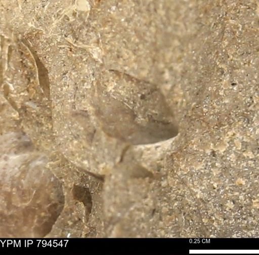 Protocardia subquadrata